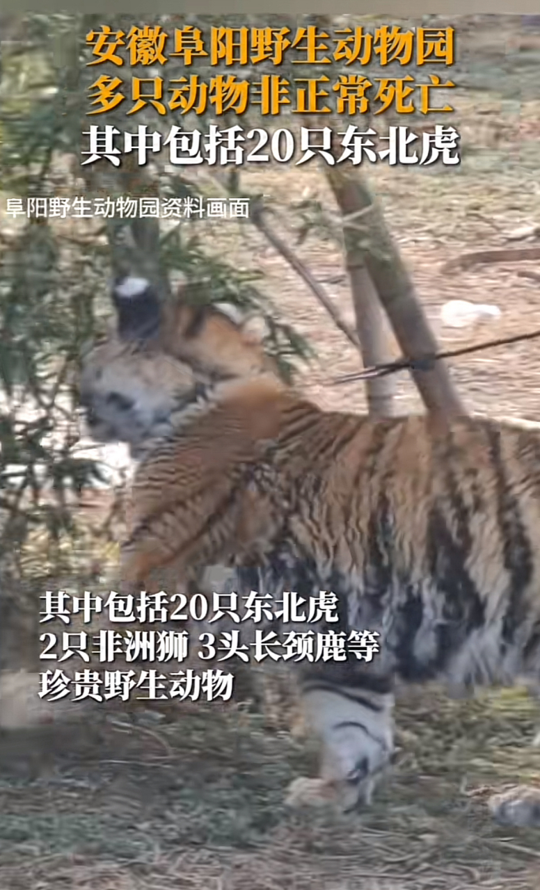阜阳野生动物园20只东北虎死亡