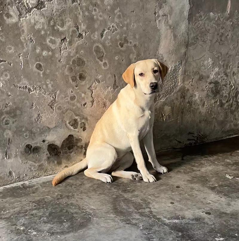 揭阳市榕城区500寻找拉布拉多犬