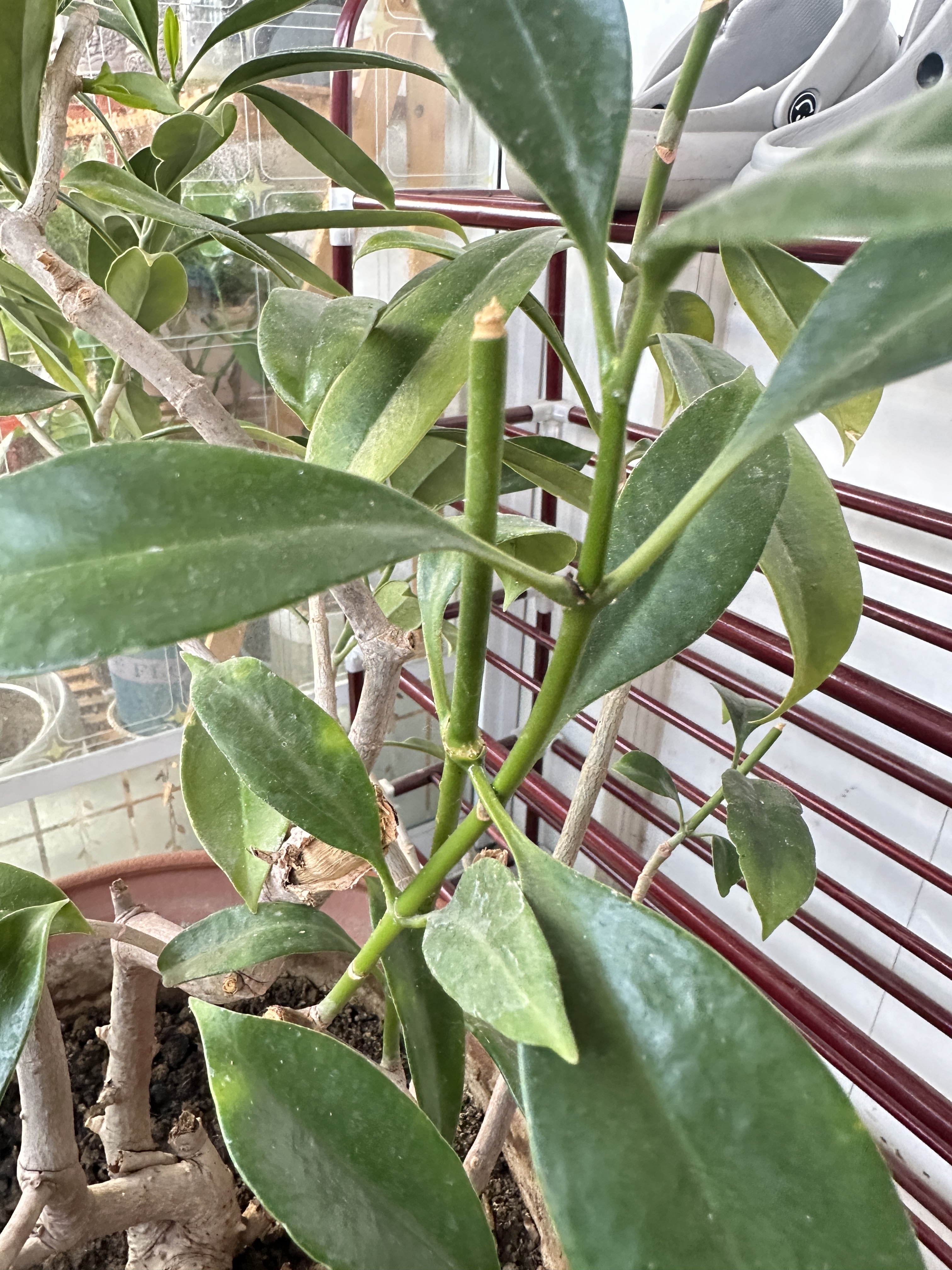 养了这么多年的花,最难养的就是这个"非洲茉莉"