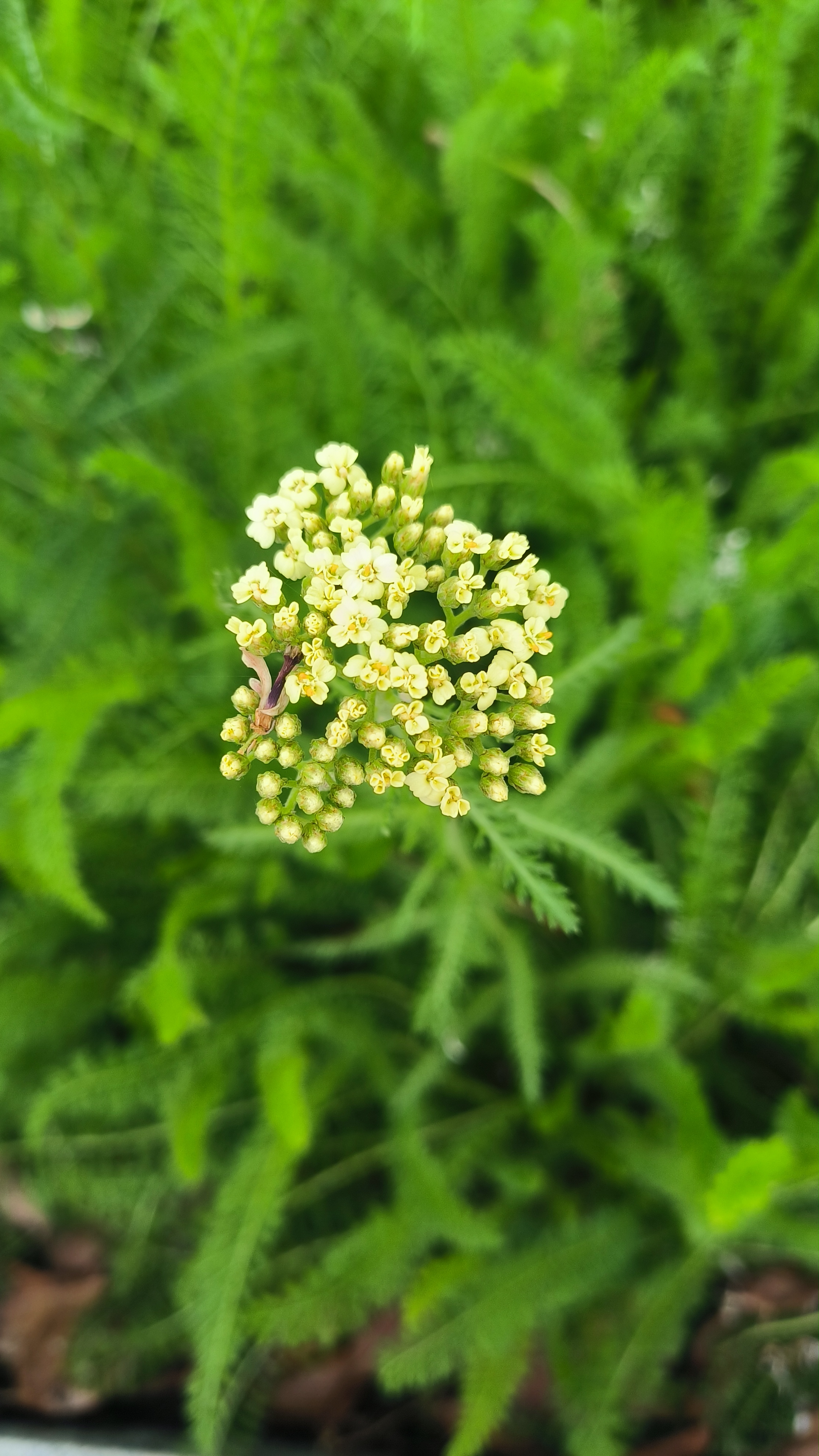 多年生草本植物,全草可入药,茎,叶可制香料