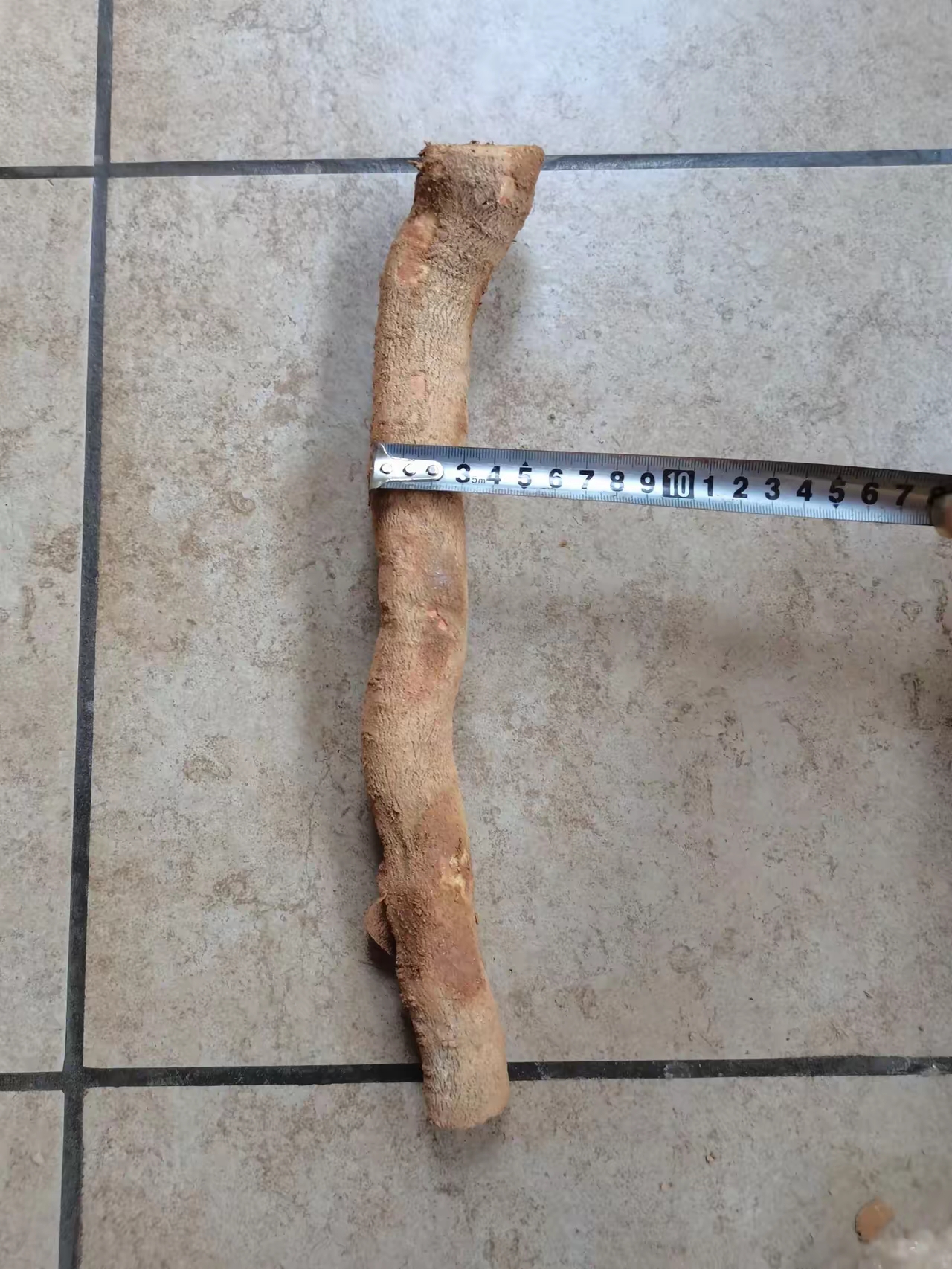 前几天买的三角梅小叶紫根,今天傍晚到货了.