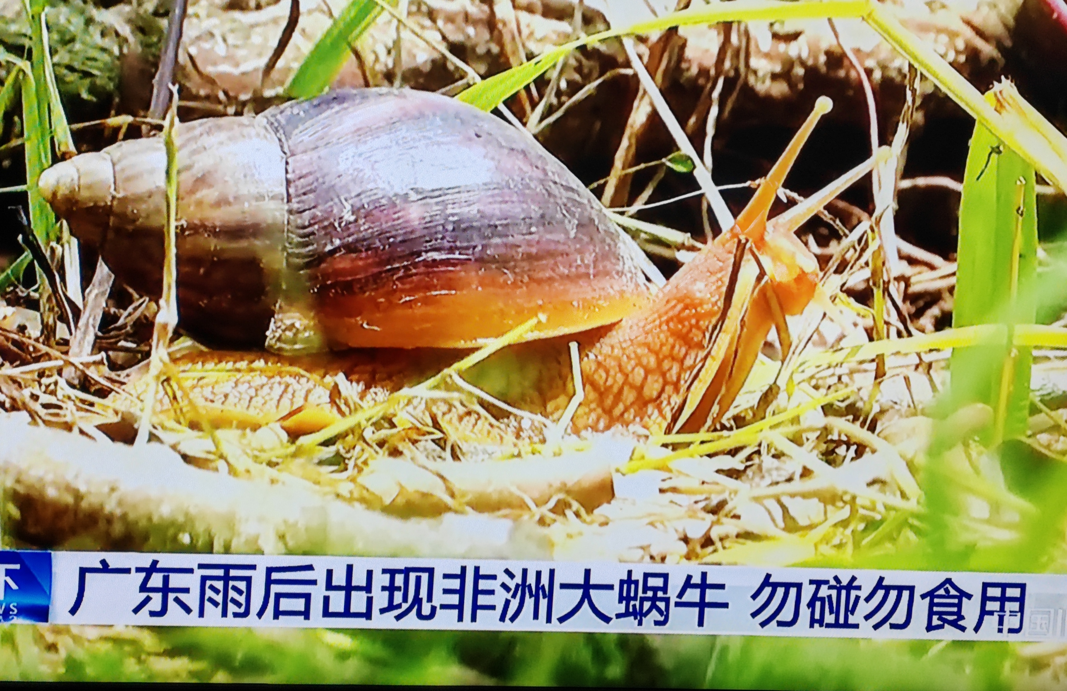 它叫非洲大蜗牛,是国家明确规定的外来入侵物种,它的粘液和粪便含有
