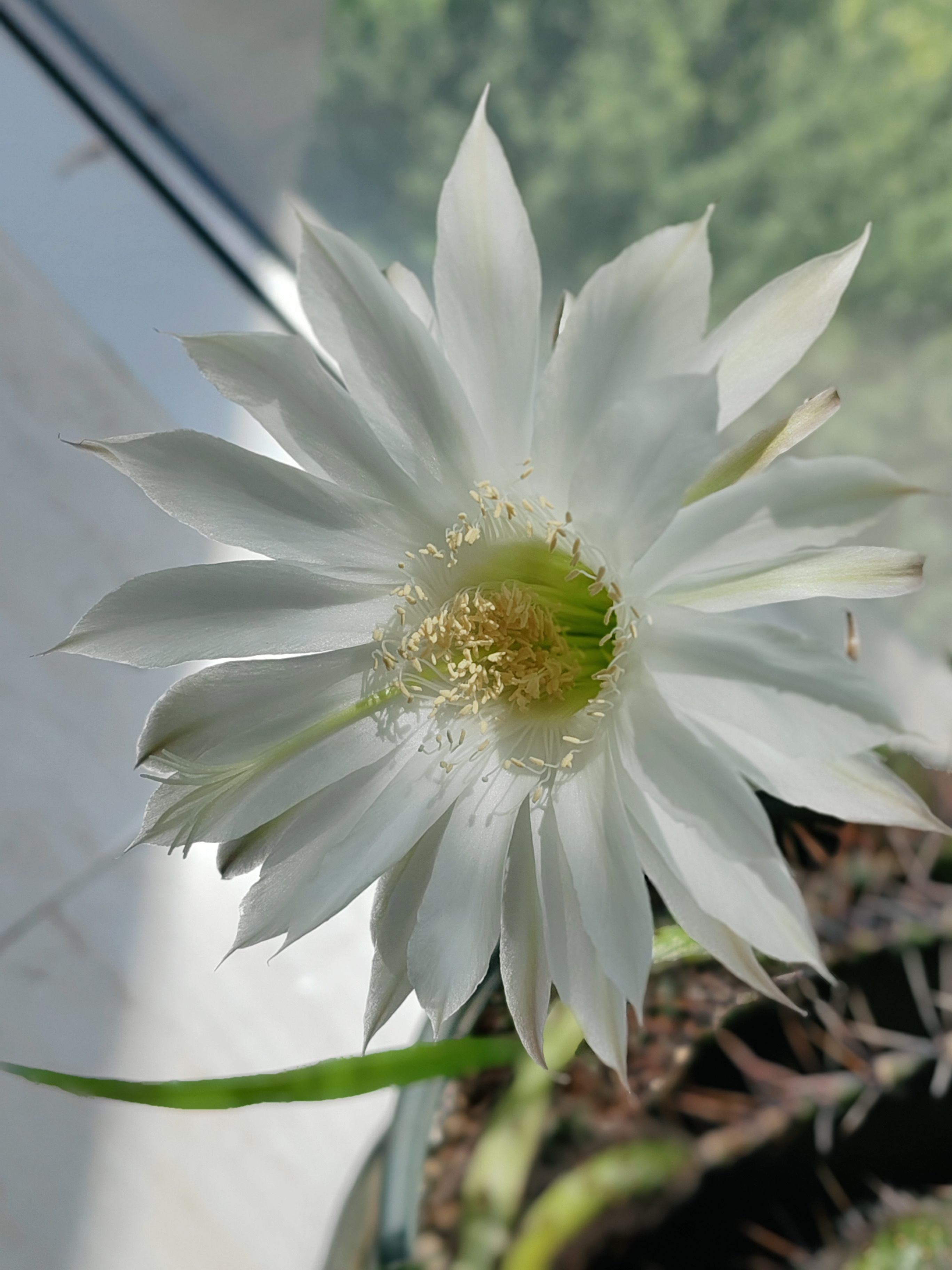 洁白无瑕的花不经意间就开了,愉悦了眼睛,美丽了