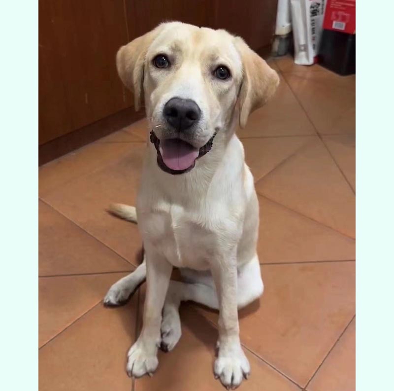 揭阳市榕城区500寻找拉布拉多犬