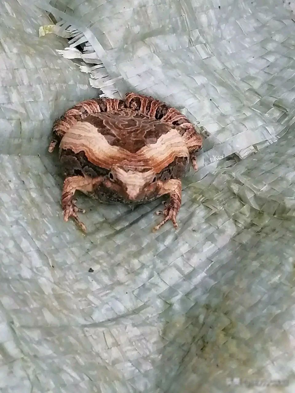 广西雨蛙图片