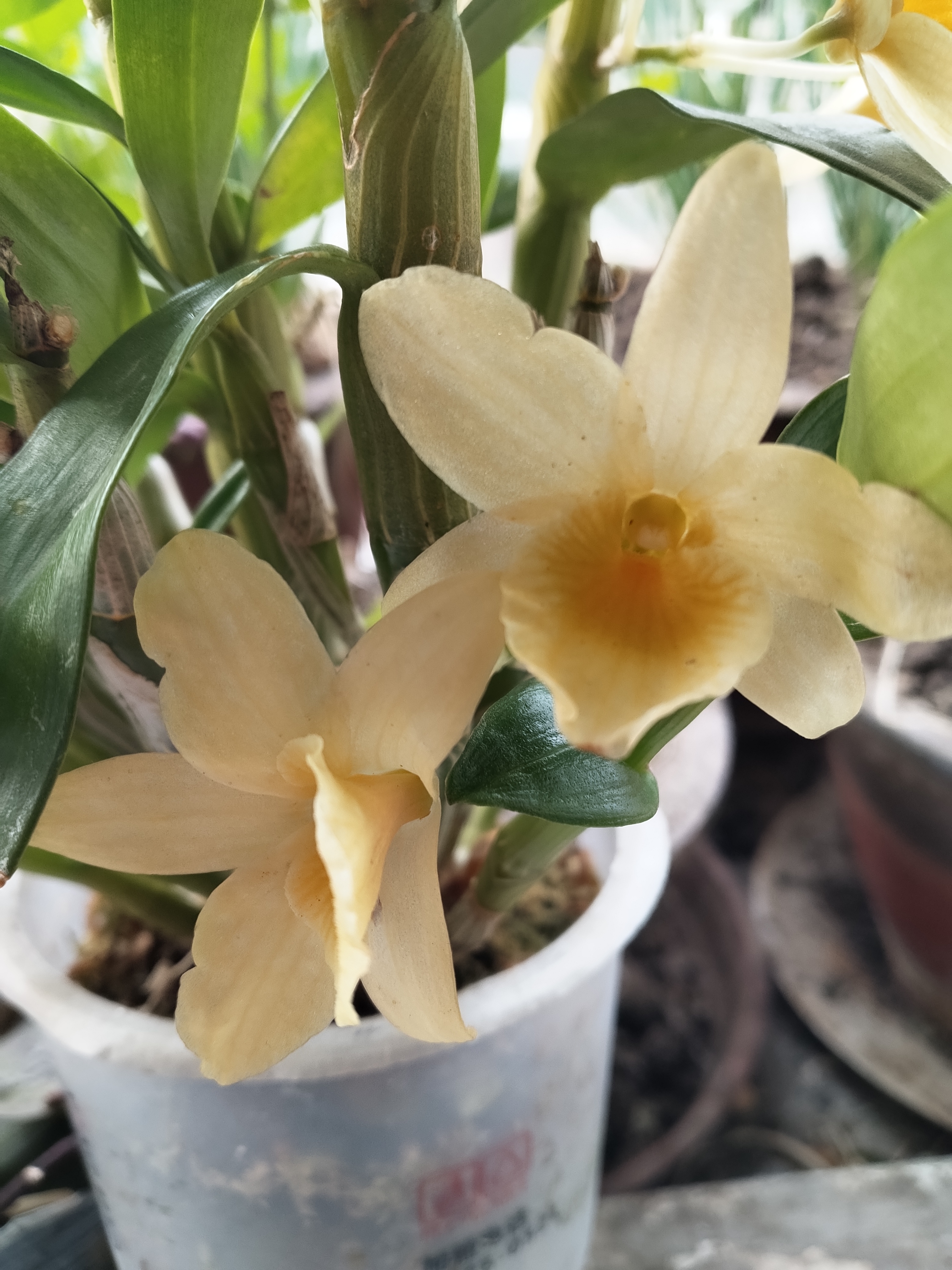 石斛:小黄花在春季开放,花期一直会持续2个月的样子