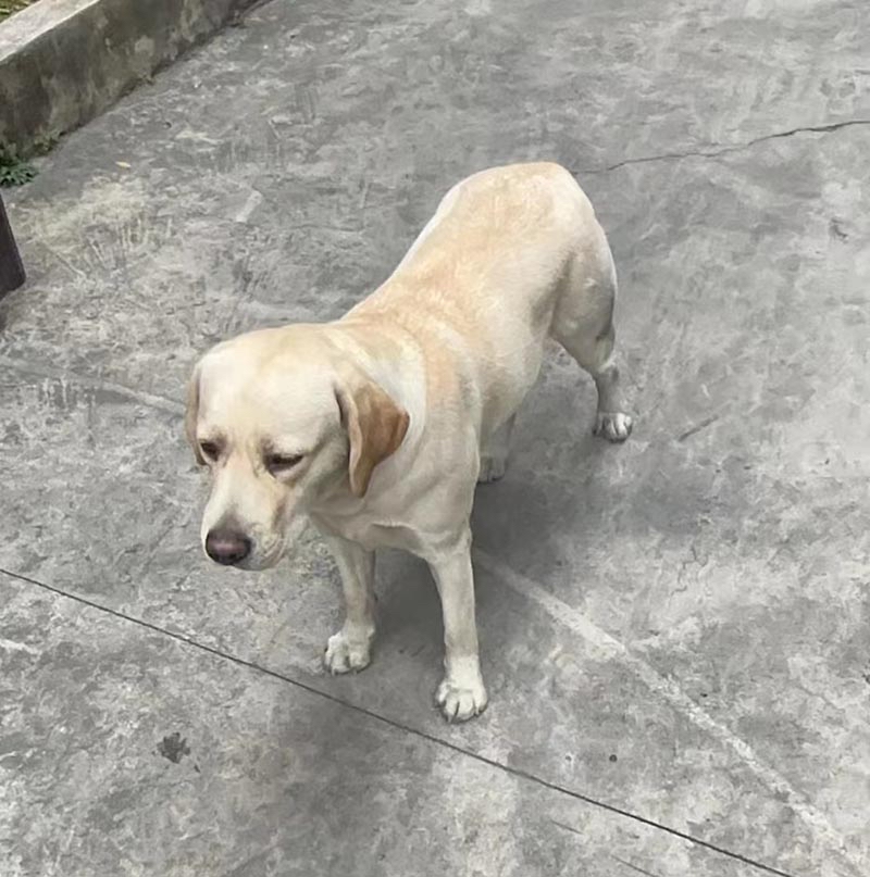 揭阳市榕城区500寻找拉布拉多犬