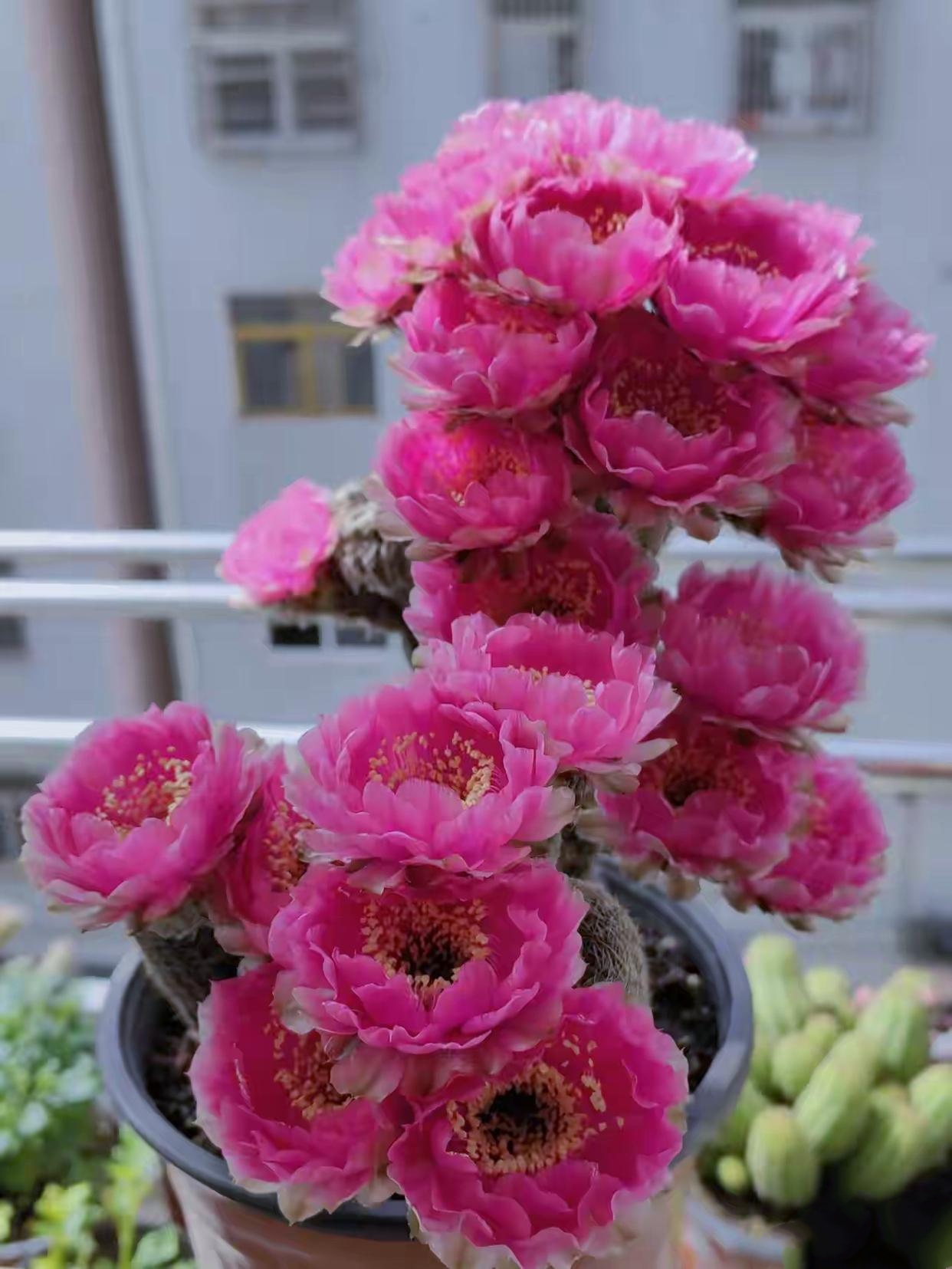 仙人球为什么不开花而且下面都是白色的为什么在线 仙人球为什么不开花而且下面都是白色的为什么在线