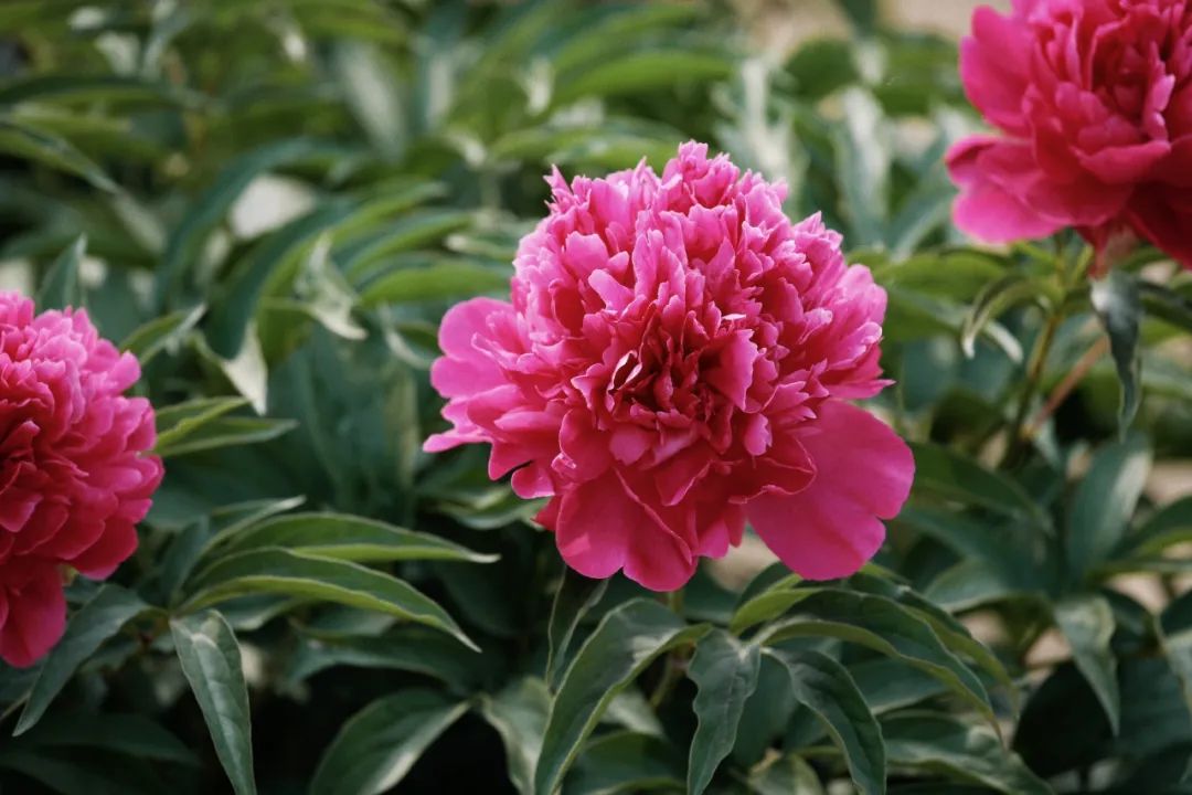 美得很 芍药花海初夏上线