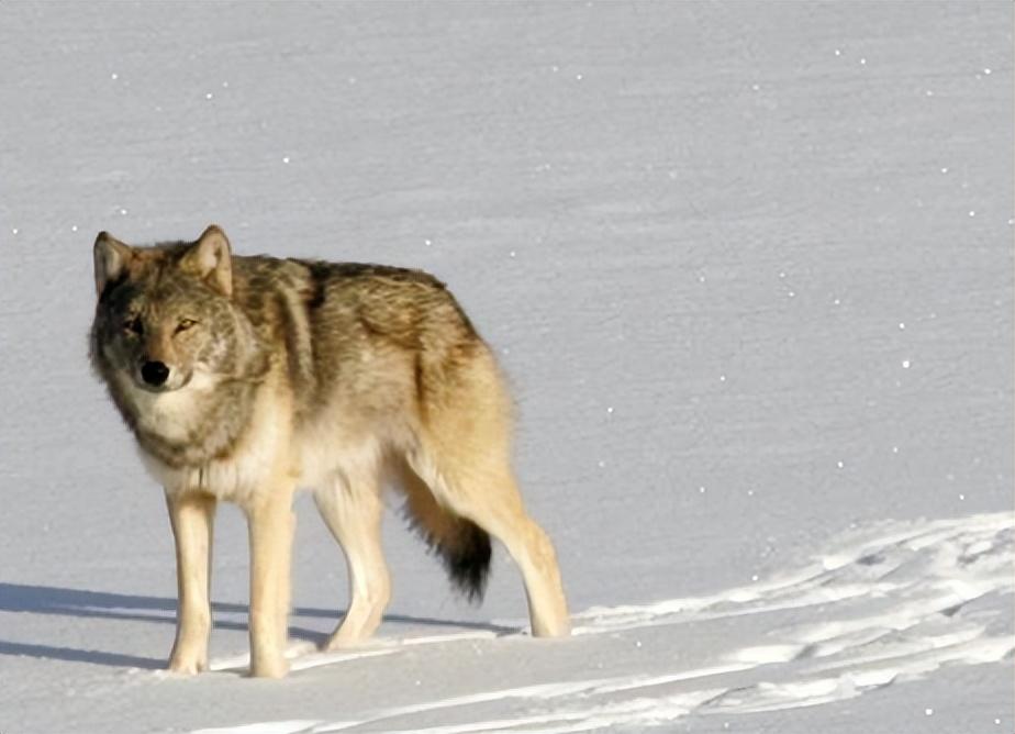 回顾:把狼当儿子养的四川妹子,多年后再次相认结局如何?