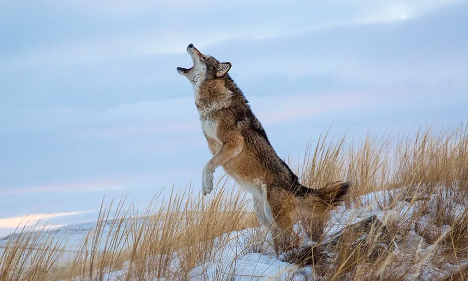 回顾:把狼当儿子养的四川妹子,多年后再次相认结局如何?