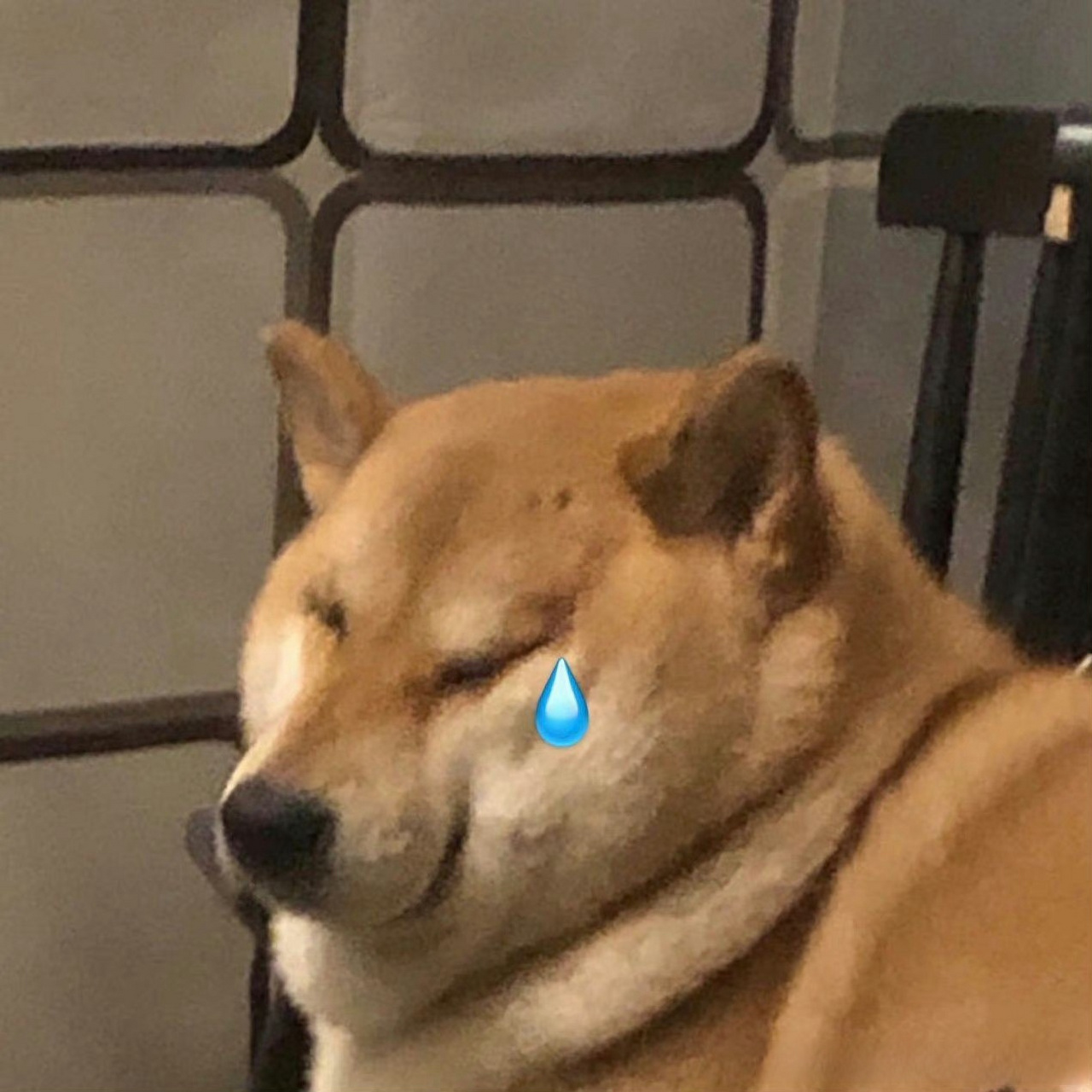 狗狗有这些表现,说明它很孤独,千万别忽视