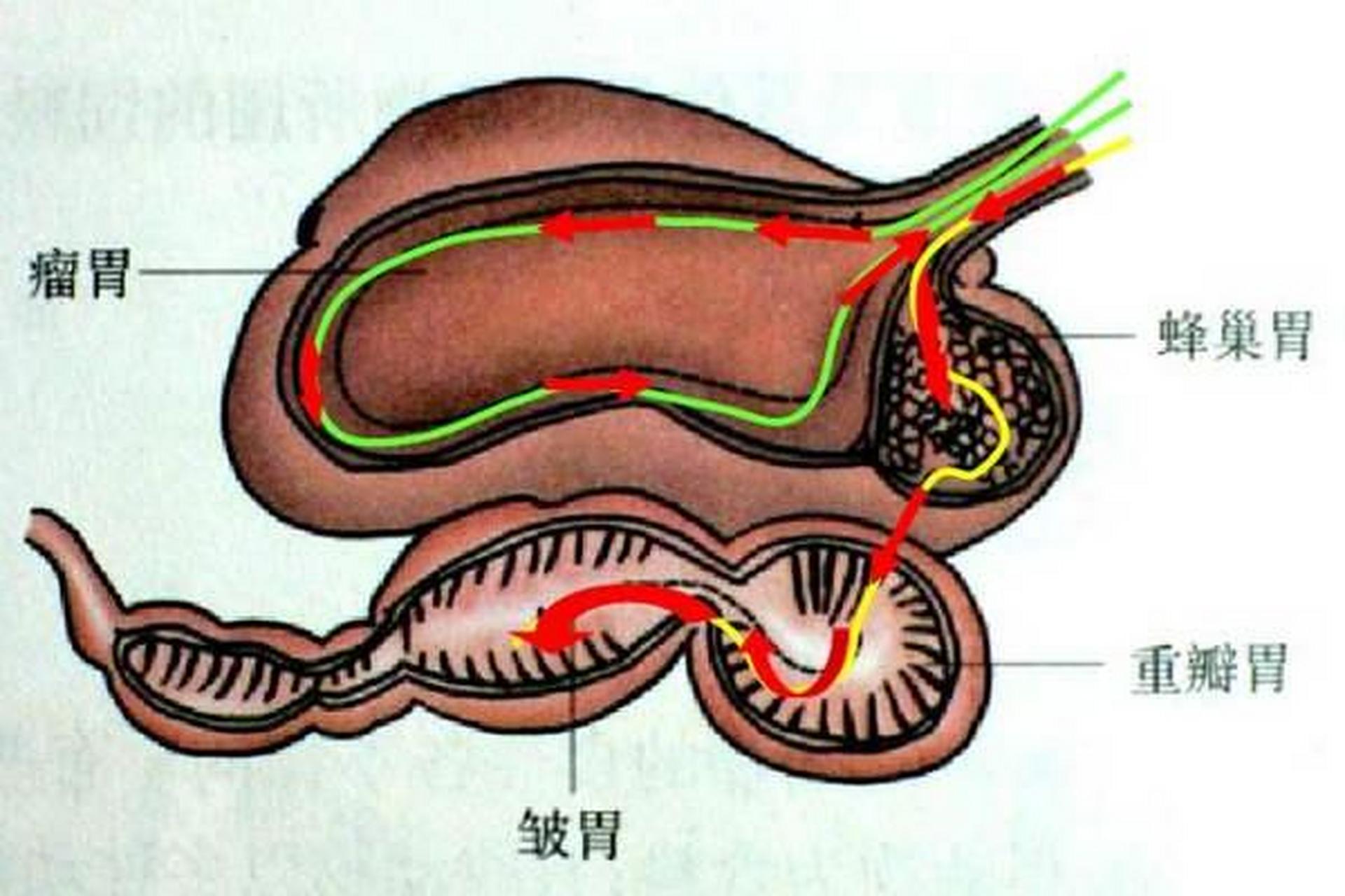 牛肠道解剖结构图图片