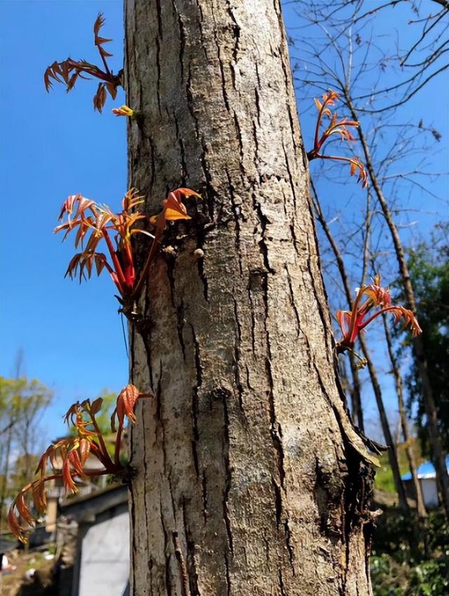 回顾:香椿树有多危险为何老话说不怕蛇进门,就怕香椿高过房呢?