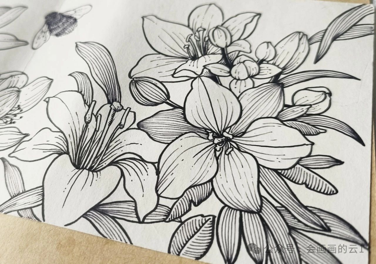 线描横幅花卉下,超详细的向日葵和荷花过程图解析