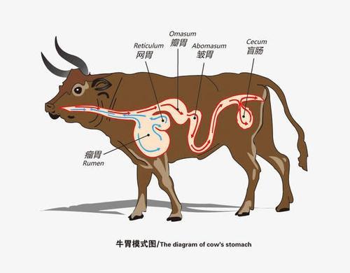 牛不痛吗?