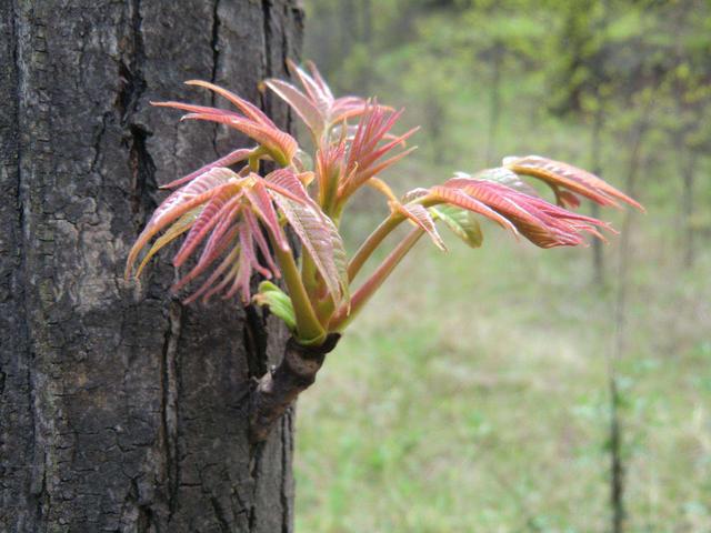 回顾:香椿树有多危险为何老话说不怕蛇进门,就怕香椿高过房呢?
