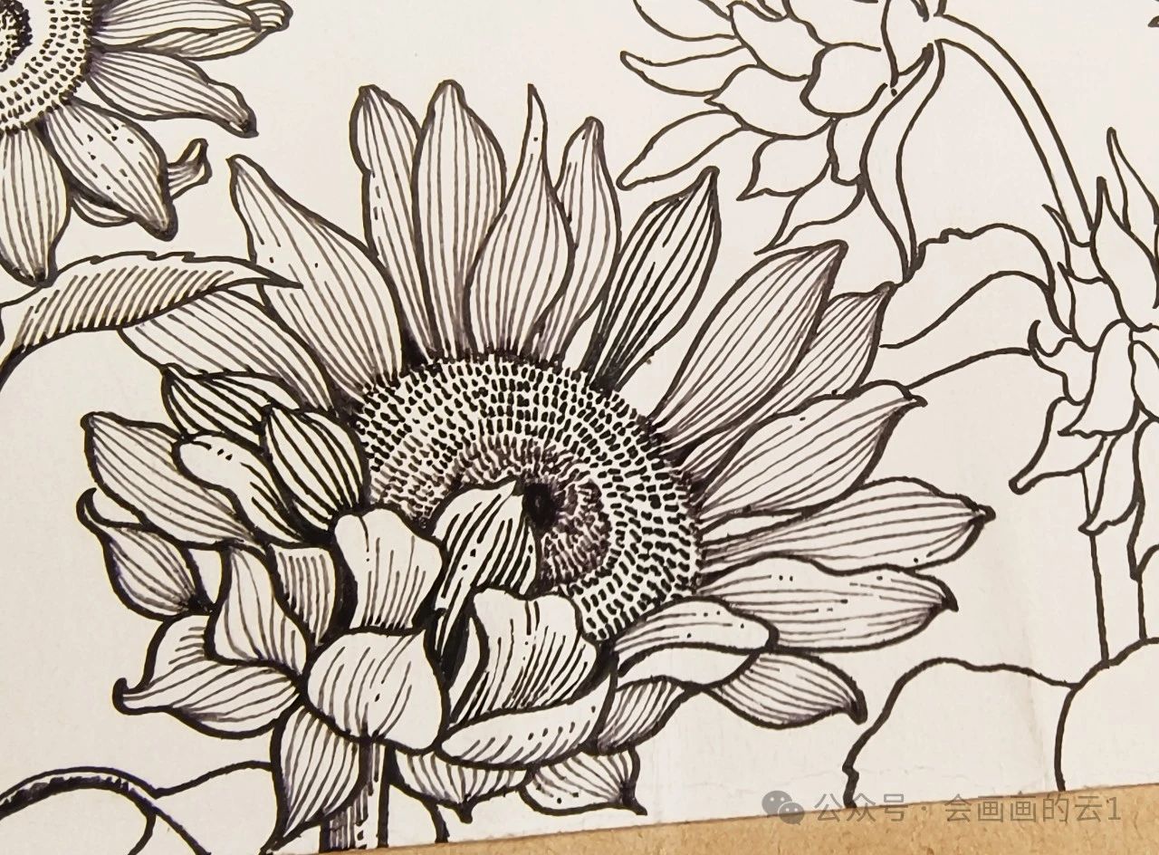 线描横幅花卉下,超详细的向日葵和荷花过程图解析