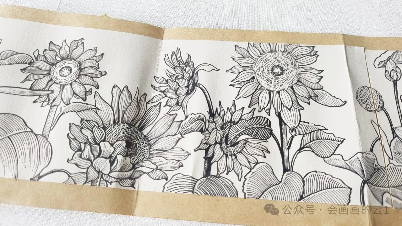 线描横幅花卉下,超详细的向日葵和荷花过程图解析