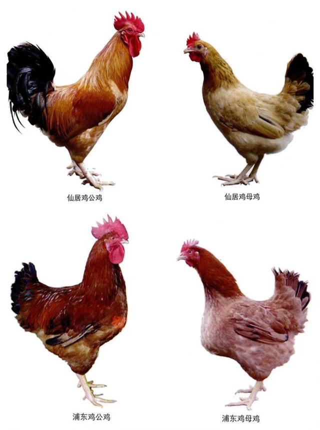 回顾:风靡一时的土鸡,城里人专门开车来买,为何现在没市场了?