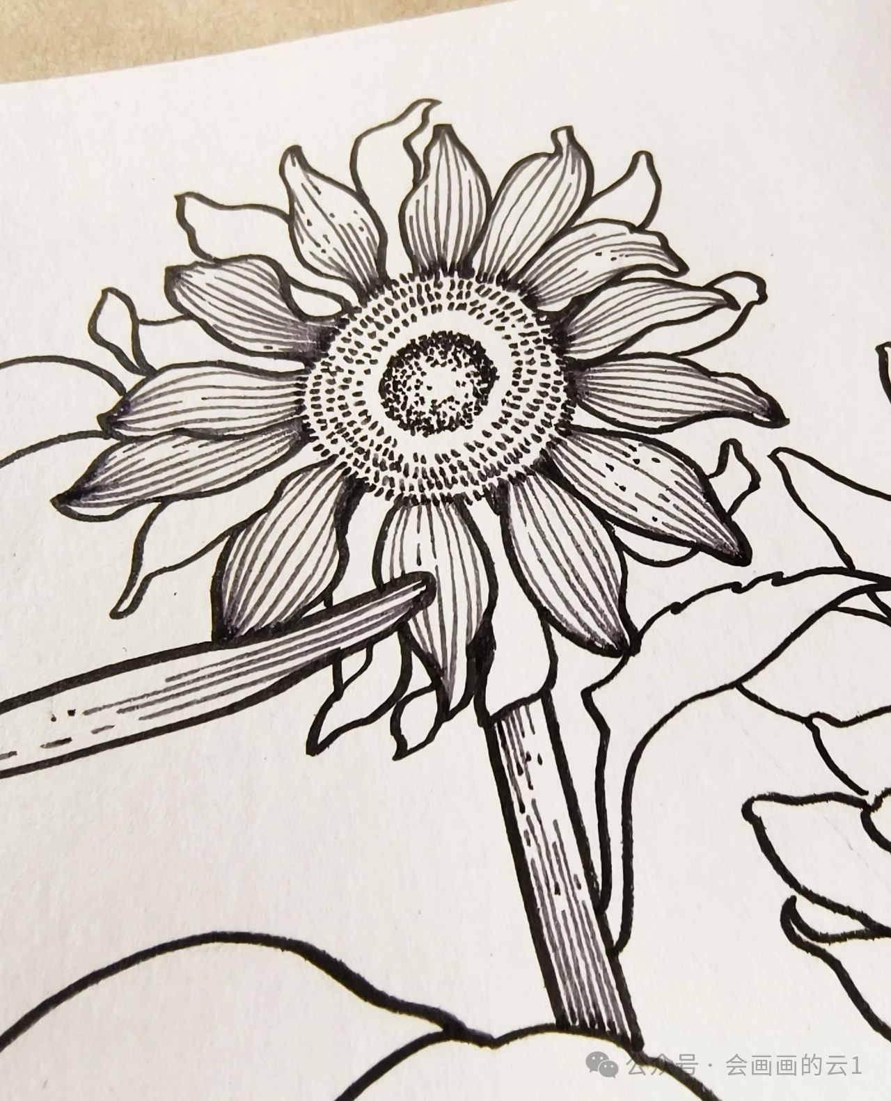 线描横幅花卉下,超详细的向日葵和荷花过程图解析