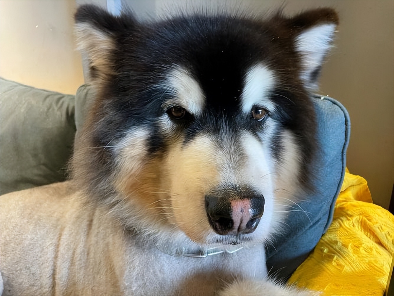 阿拉斯加太胖了怎么减肥?