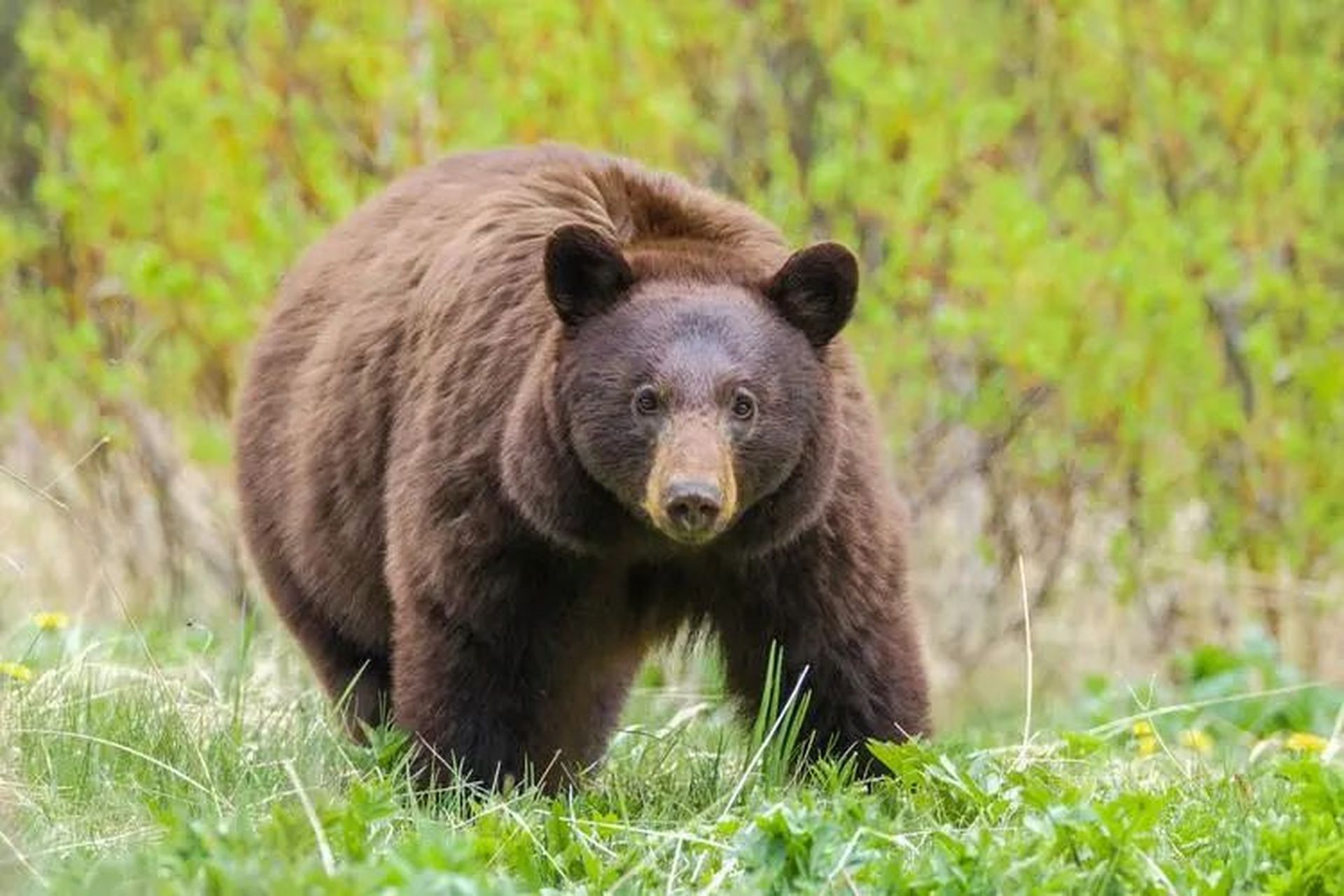 西伯利亚苔原湖畔,一头庞大雄性棕熊携战利品闯入,打破平静.