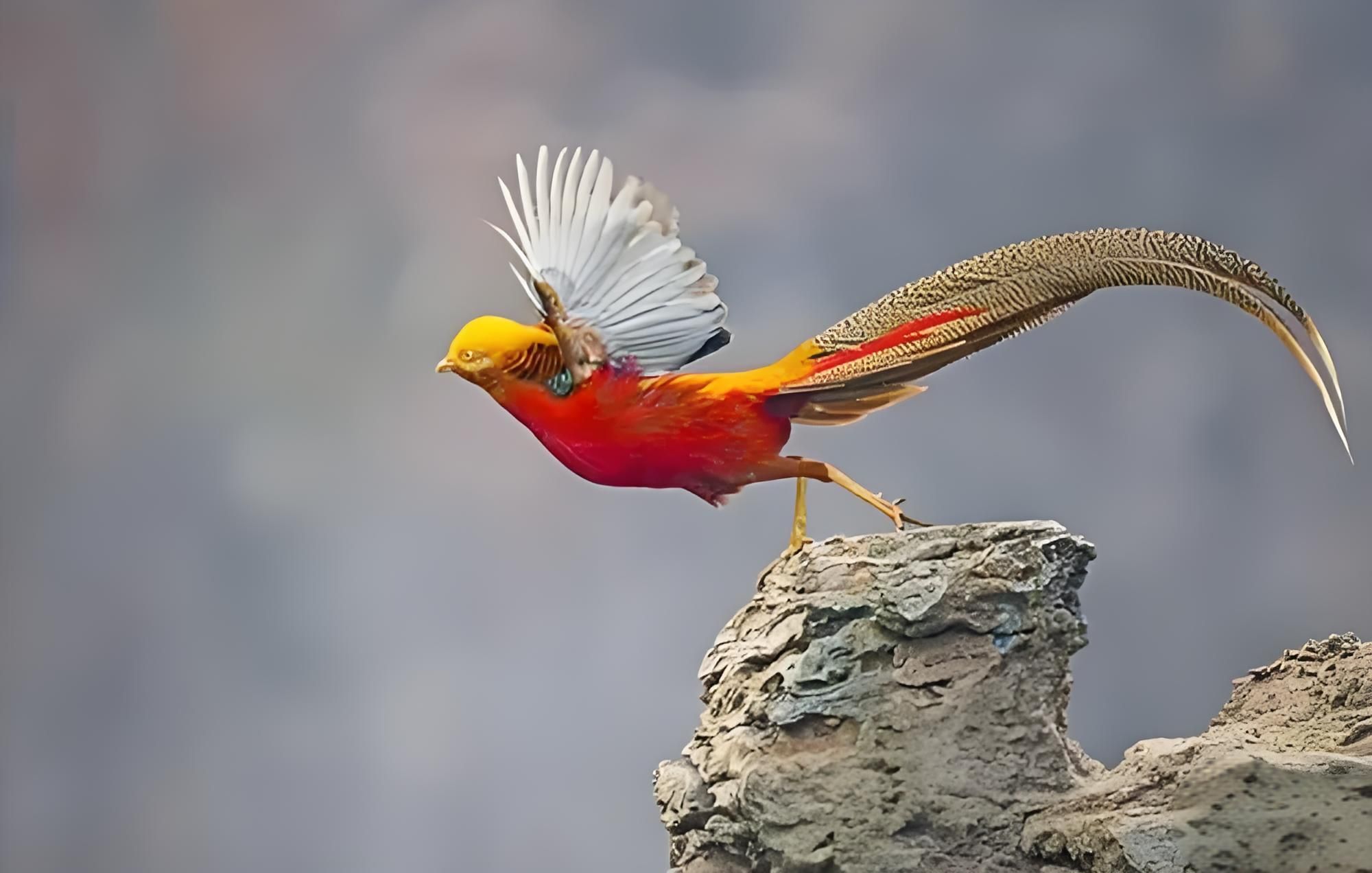 红腹锦雉:金色与红色森林精灵,你见过吗?