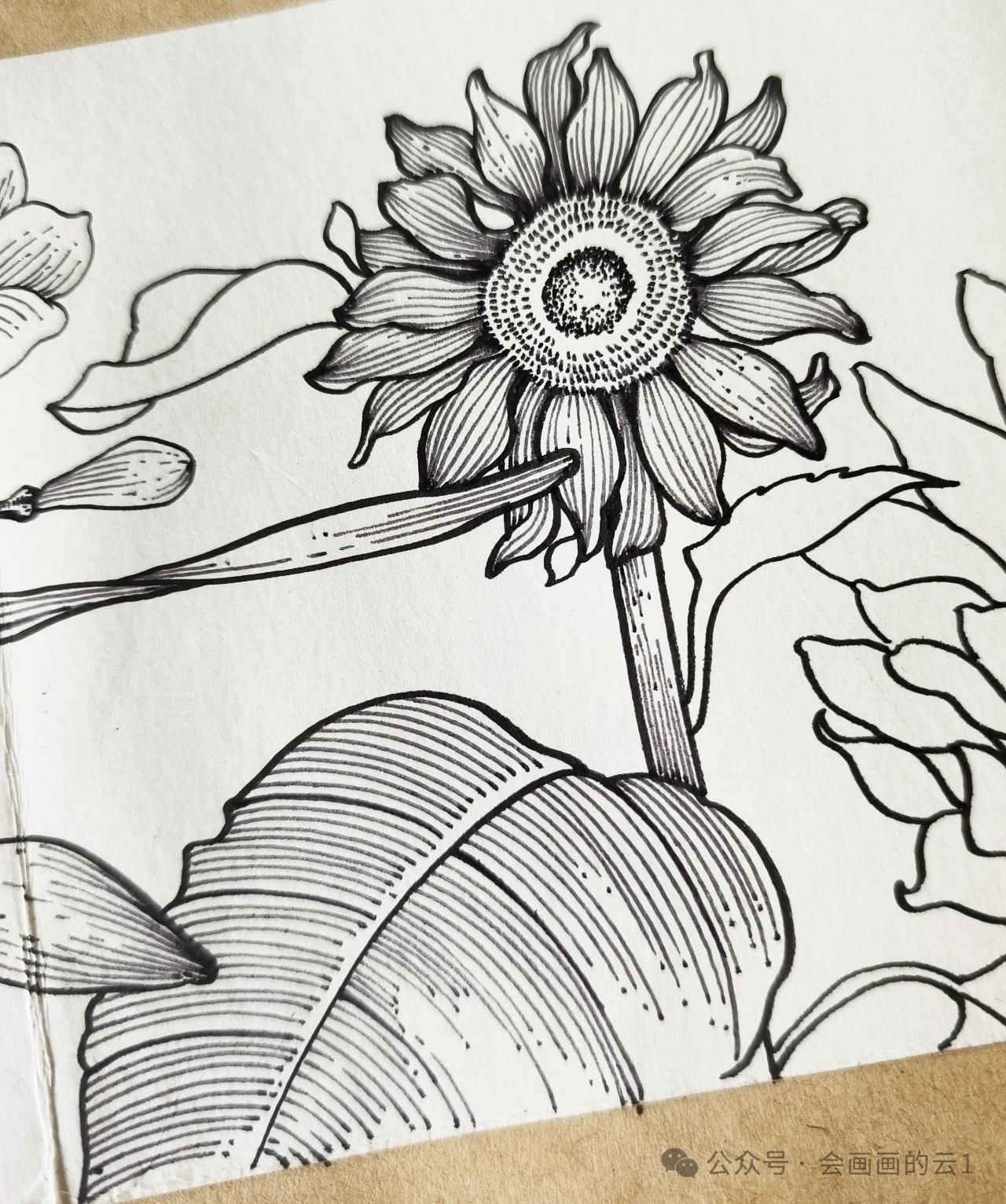 线描横幅花卉下,超详细的向日葵和荷花过程图解析