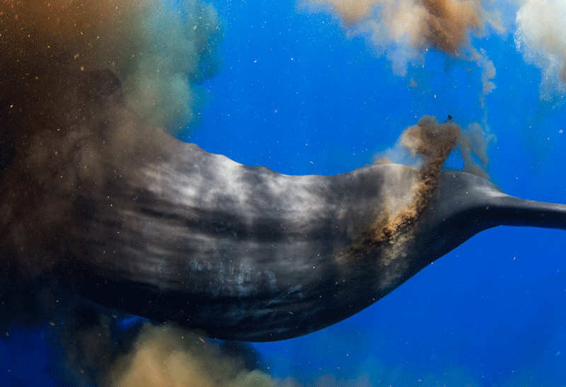 缟鳁鲸图片