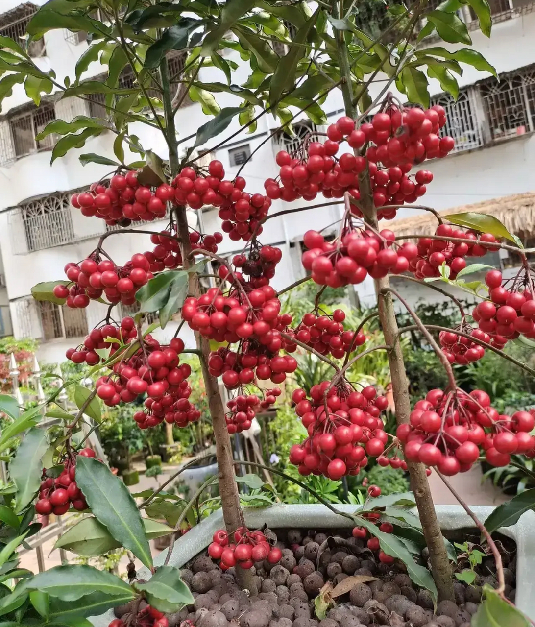 这个盆景的名称广西人叫"腰缠万贯",客家人叫浪伞树,北方的朋友们