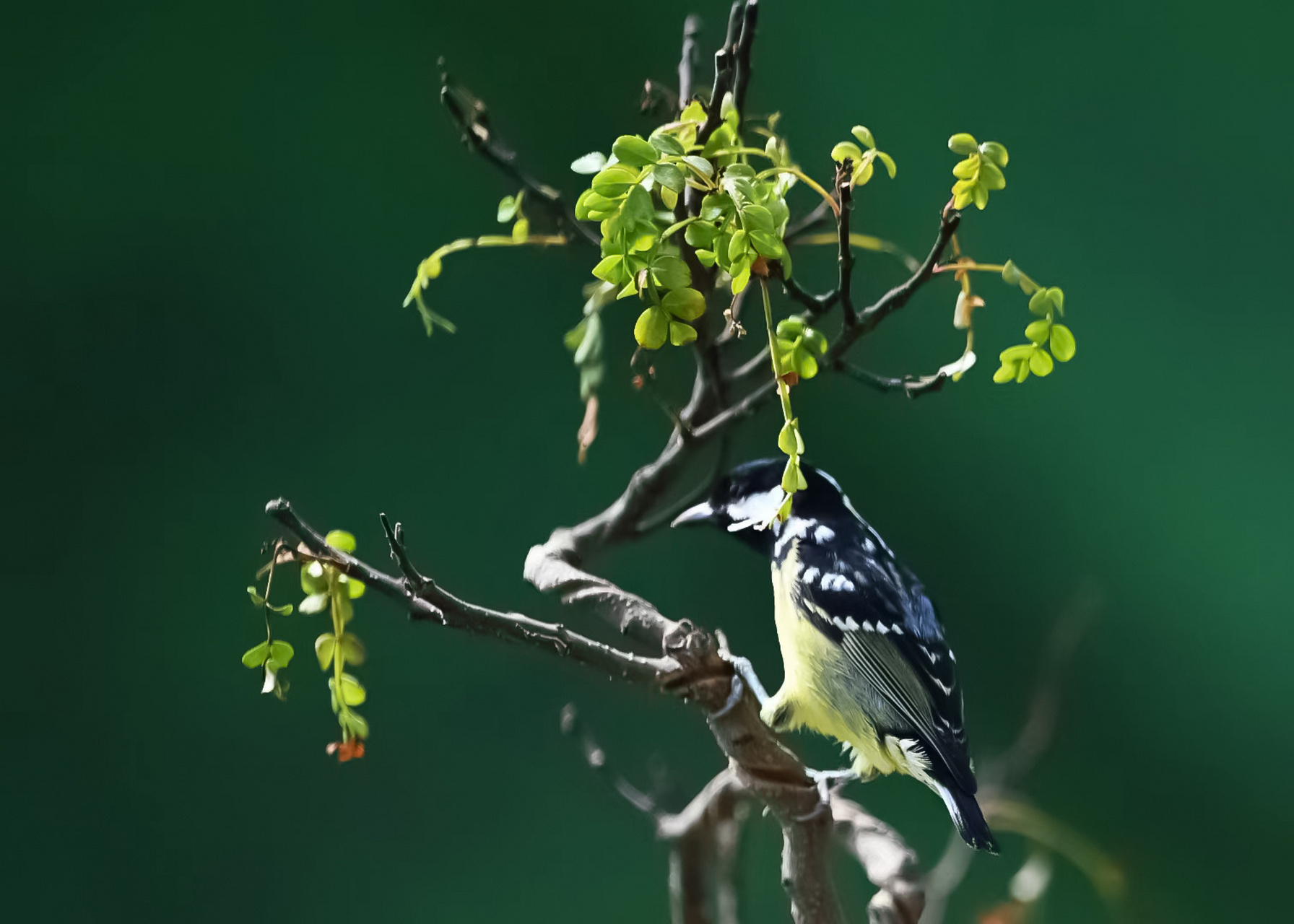 【最美辽宁】沈阳鸟岛公园:鸟儿枝头欢唱 作者:张庆东 #有一种美好叫