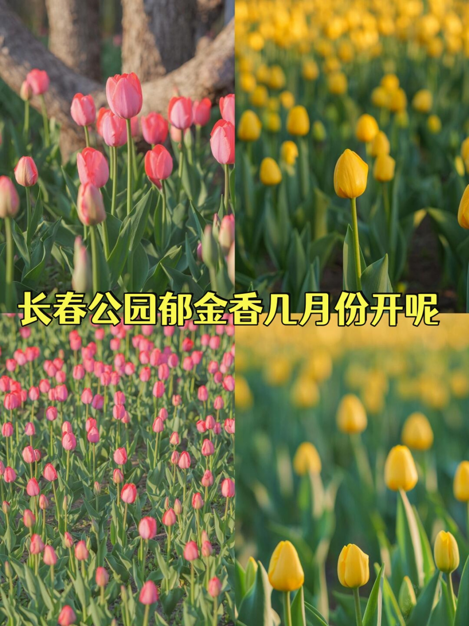 长春公园郁金香几月份开呢  94你们有没有想过,长春公园的郁金香