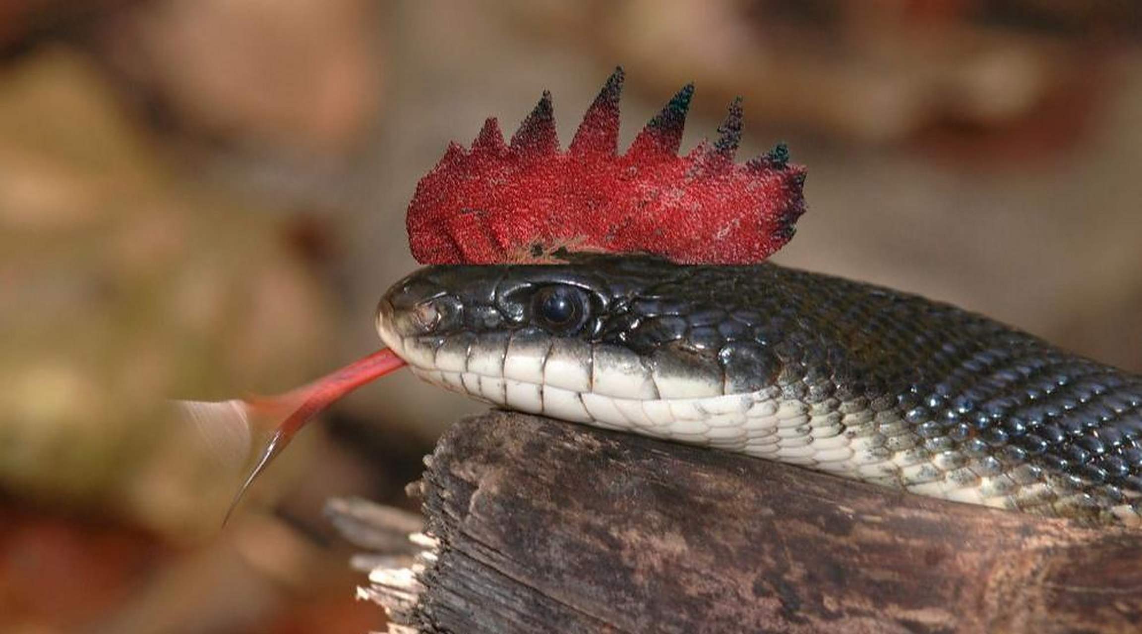 在古老的中国,有一种神秘的生物被传颂至今——鸡冠蛇.