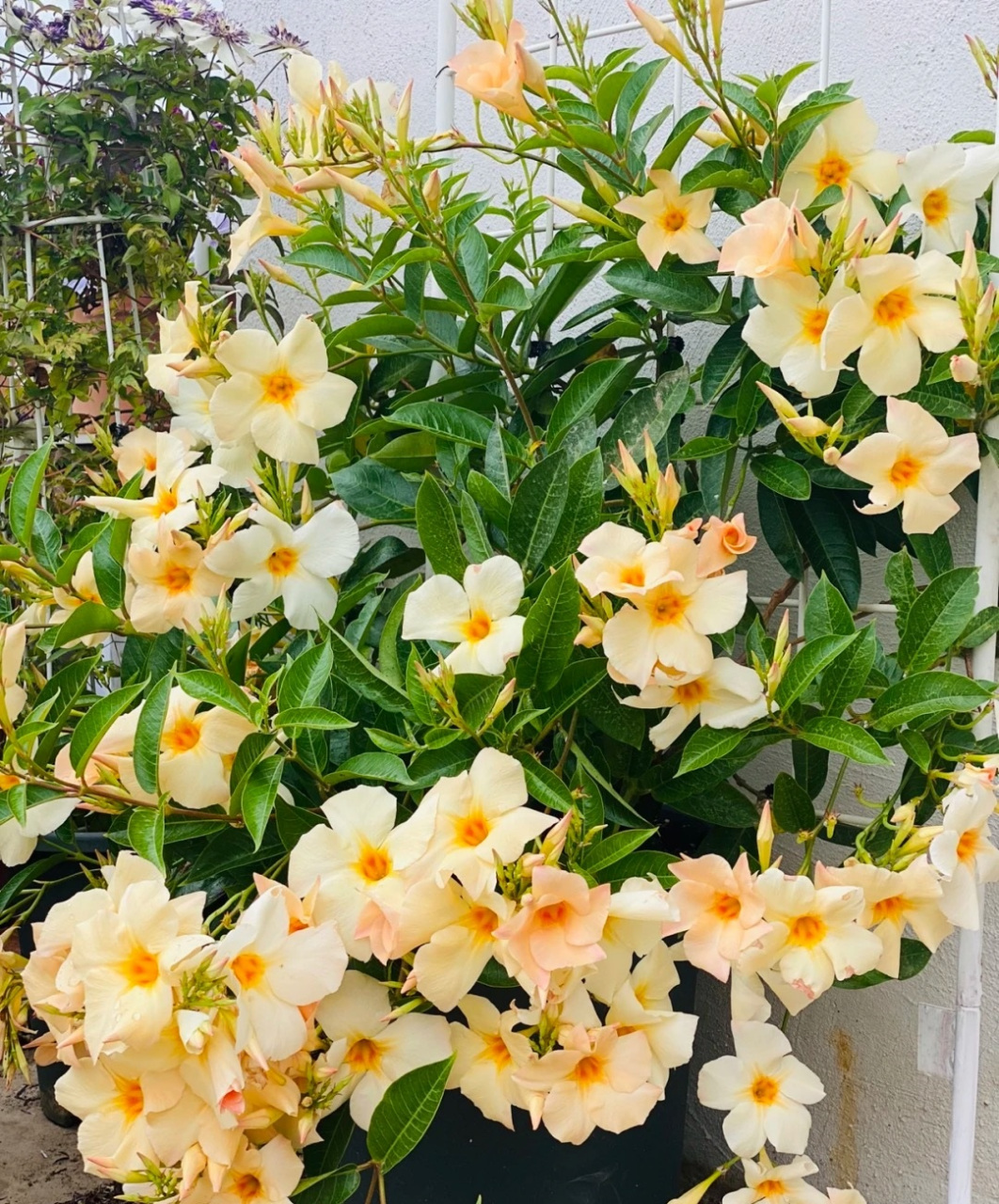 很快就是酷热的夏天,给大家介绍一种不怕热的花——杏色飘香藤,飘香藤