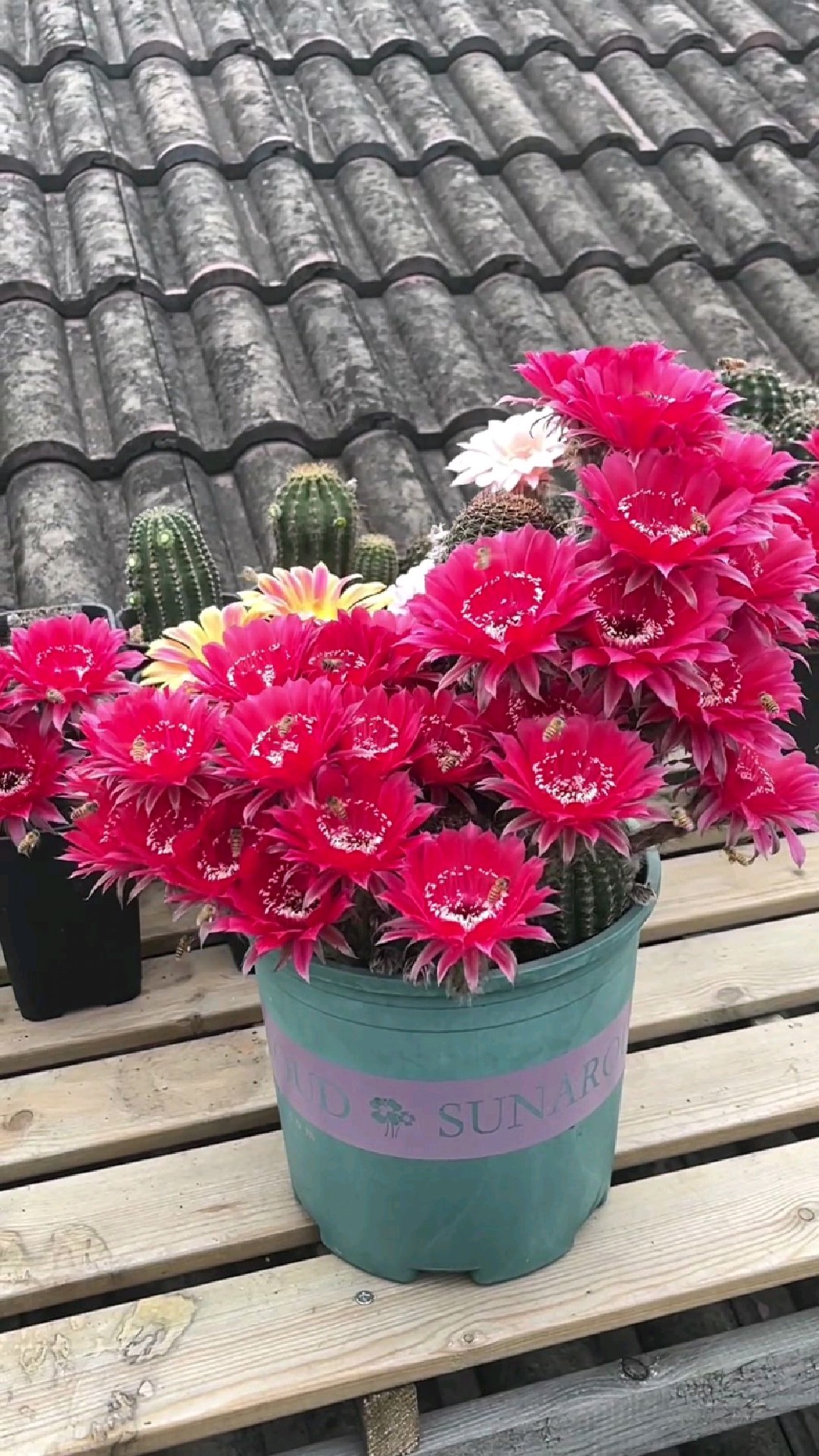 彩草仙人球,,最好养的多肉植物,花香还艳