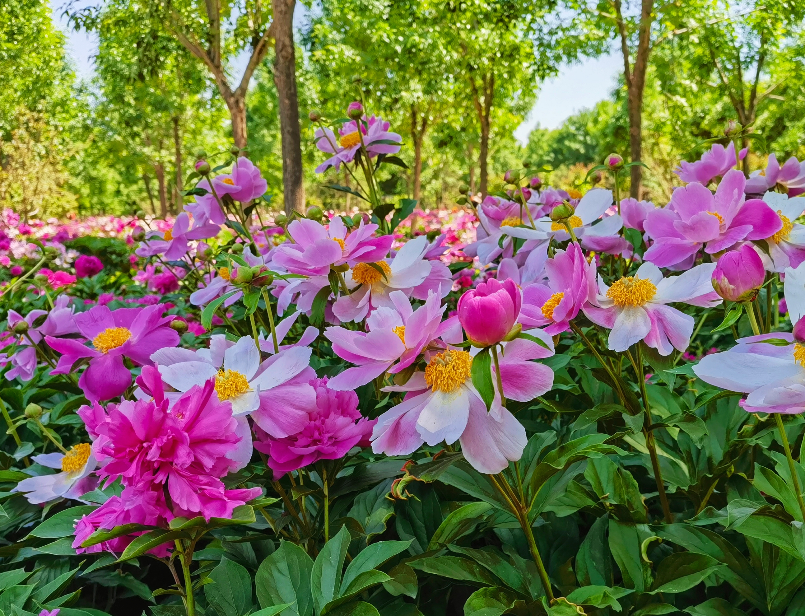 漷县镇运河牡丹园位于北京市通州区,五月初时,千亩牡丹绽放,此处一度