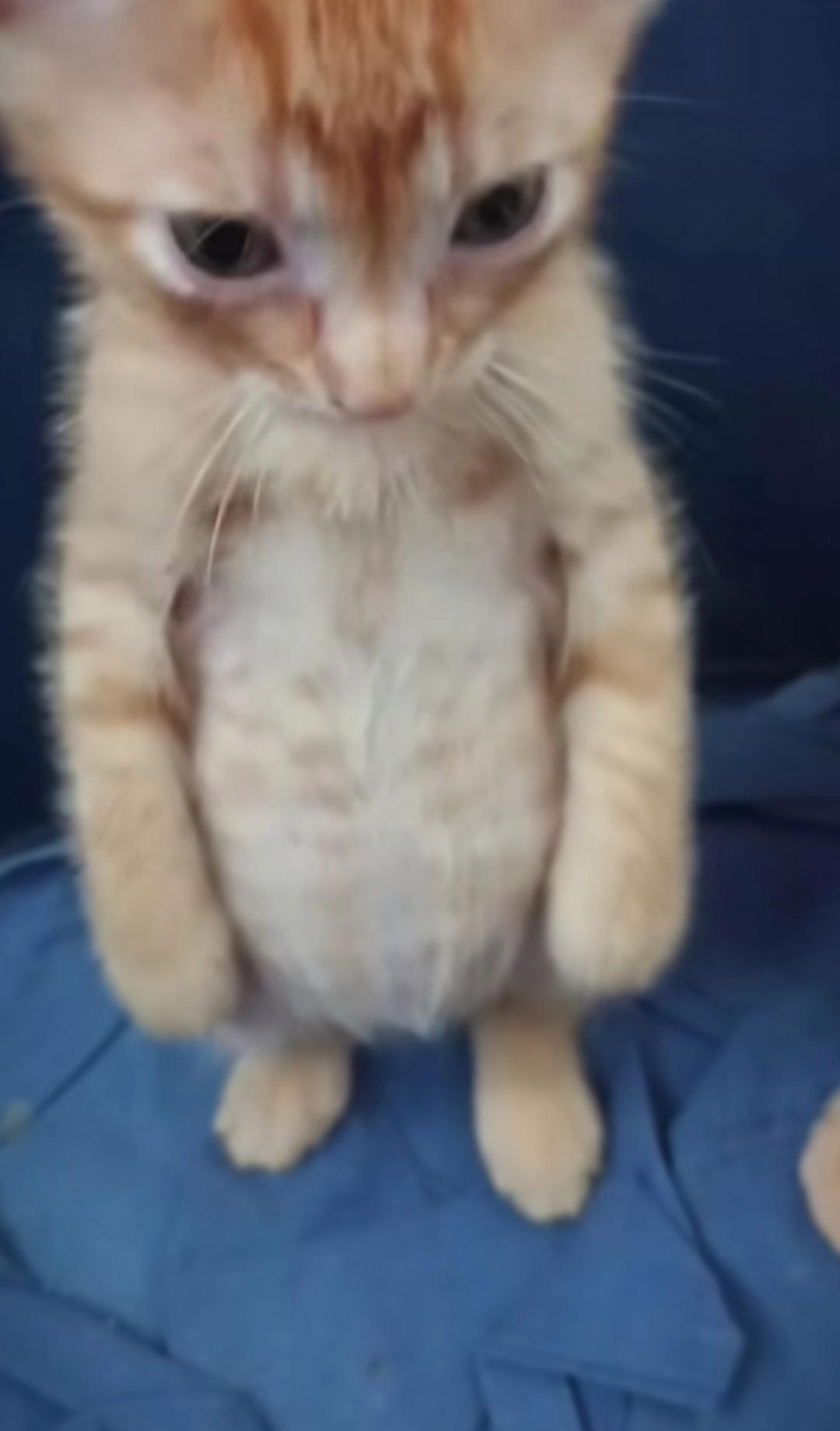 这猫咪的肚子怎么圆鼓鼓的啊!把它拎起来,肚子鼓的就是是怀孕了一样!