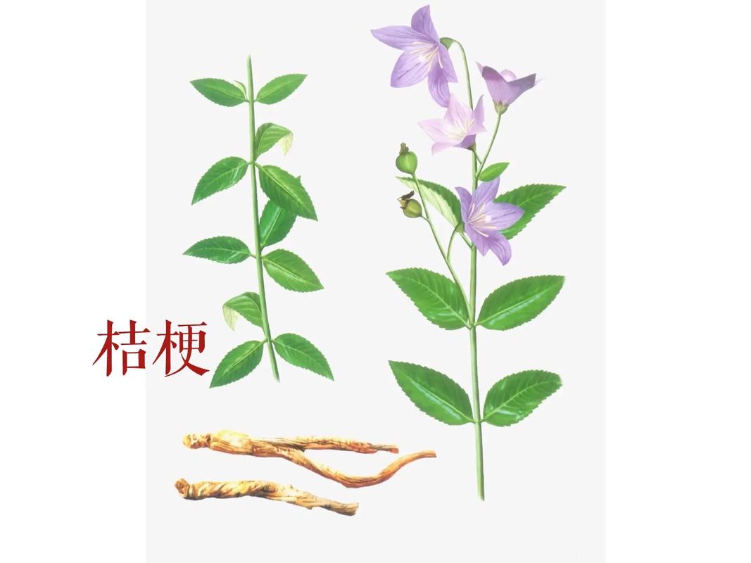 拆解经方——贝母瓜蒌散