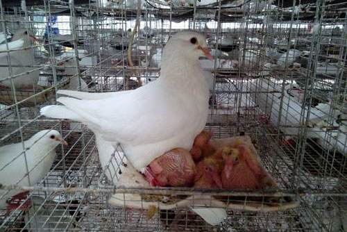 纯白王鸽羽毛纯白,繁殖力强,肉味美;银灰王鸽羽色银灰相间,温和易饲养