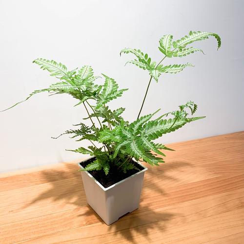 凤尾蕨盆栽常见七大问题解答,新手也能轻松上手!