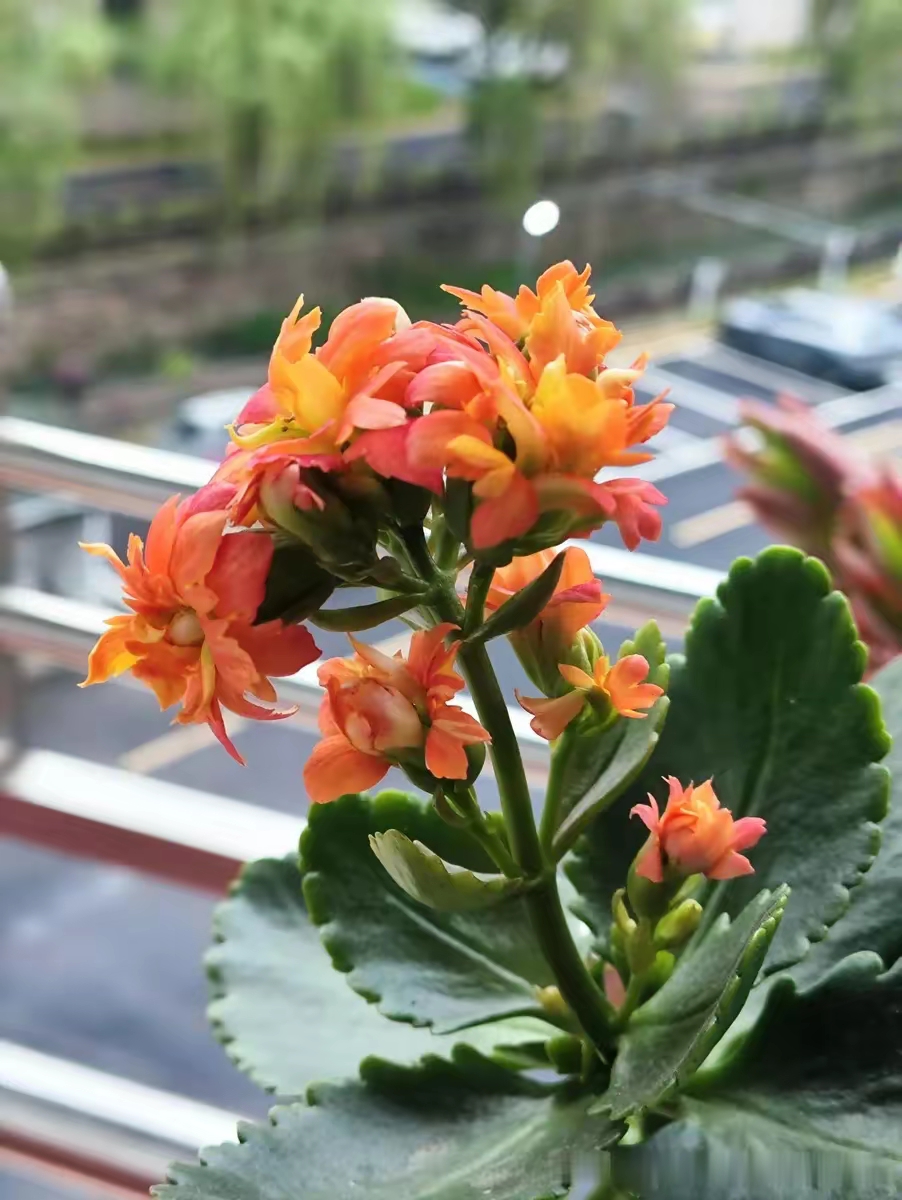 在阳台上,有一株长寿花,它是去年扦插的苗木