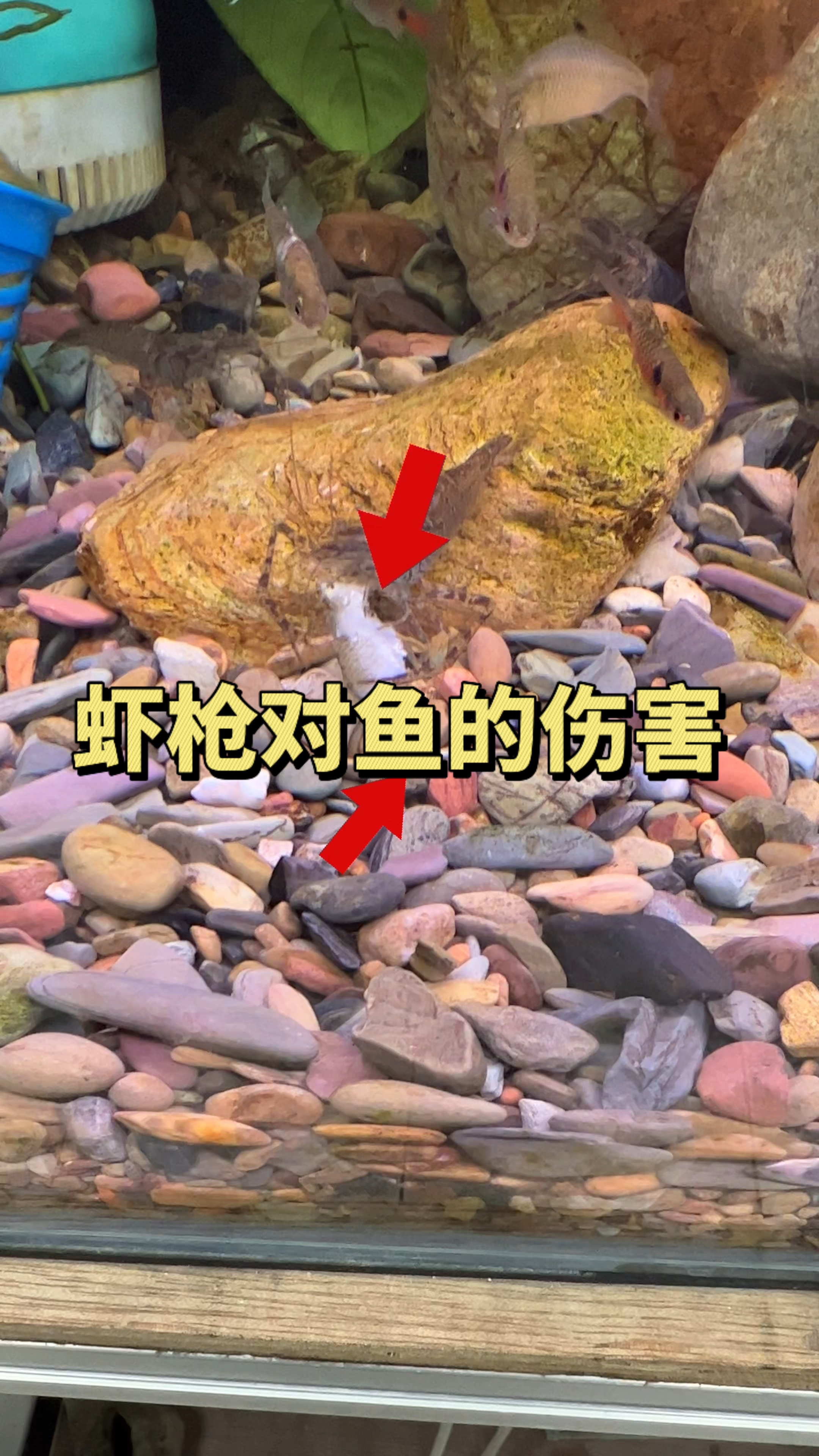 你瞧这虾枪的厉害之处,还敢贸然直接给鱼喂虾吗?#水族#观赏鱼