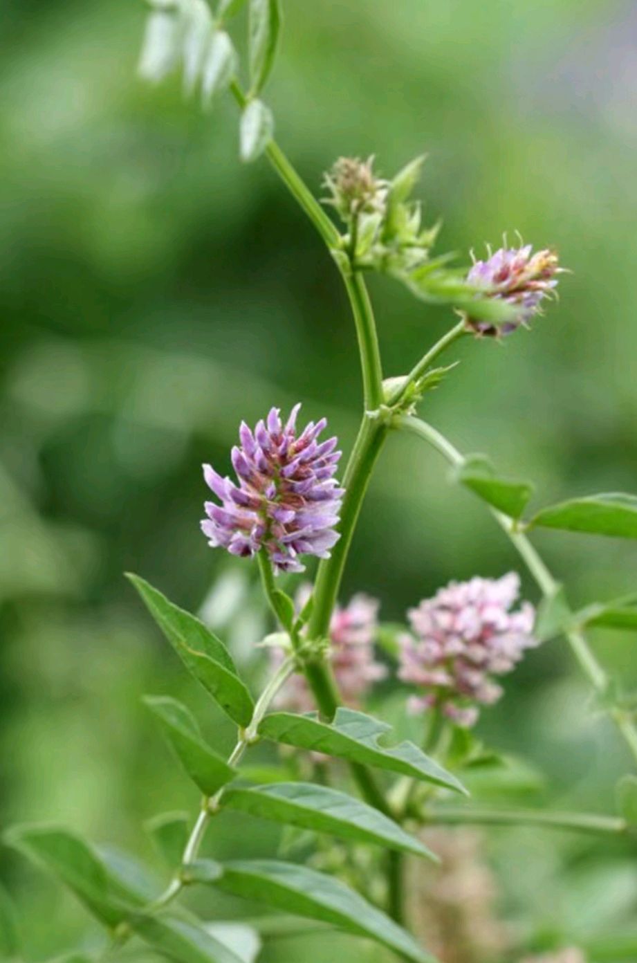 揭秘"百草之王"甘草:甜中带苦,药用非凡