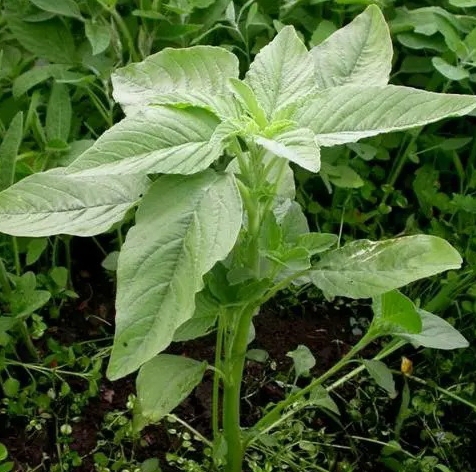夏天的野苋菜:餐桌上的"绿色宝藏",美味与营养的双重盛宴