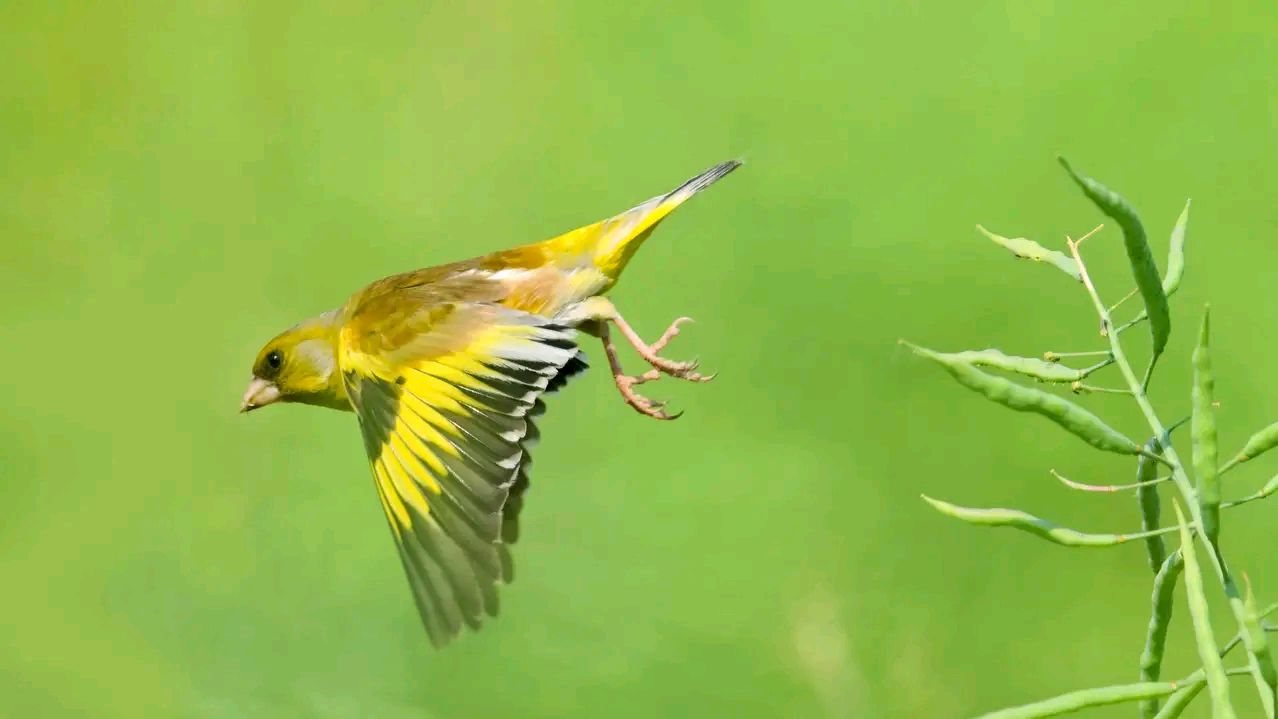 chloris sinica),别名金翅,绿雀,谷雀,铜铃,黄豆雀,黄楠鸟等,是一种