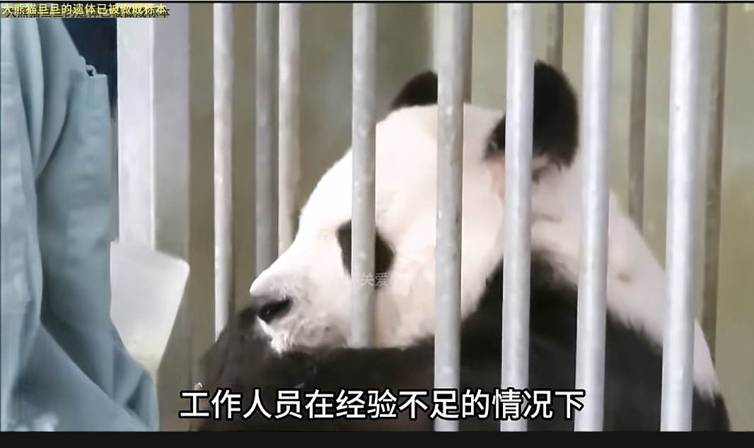 大熊猫蛋蛋的遗体已处理完毕,整体被完整包下,骨骼得以完整保存,而