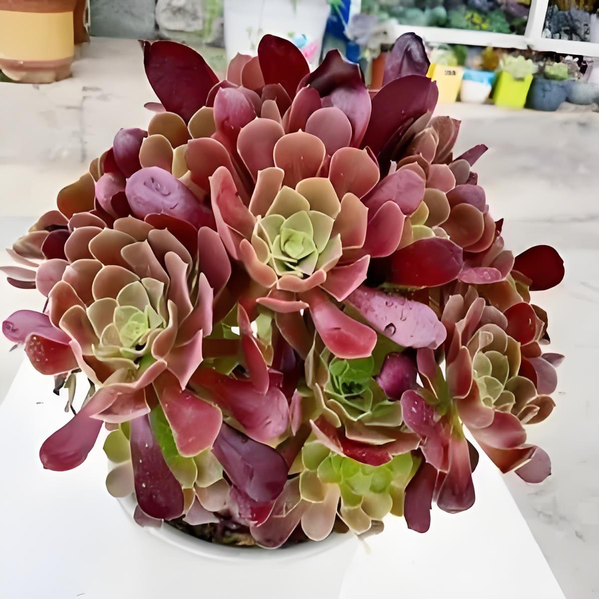 多肉法师紫羊绒的栽种技巧和日常养护