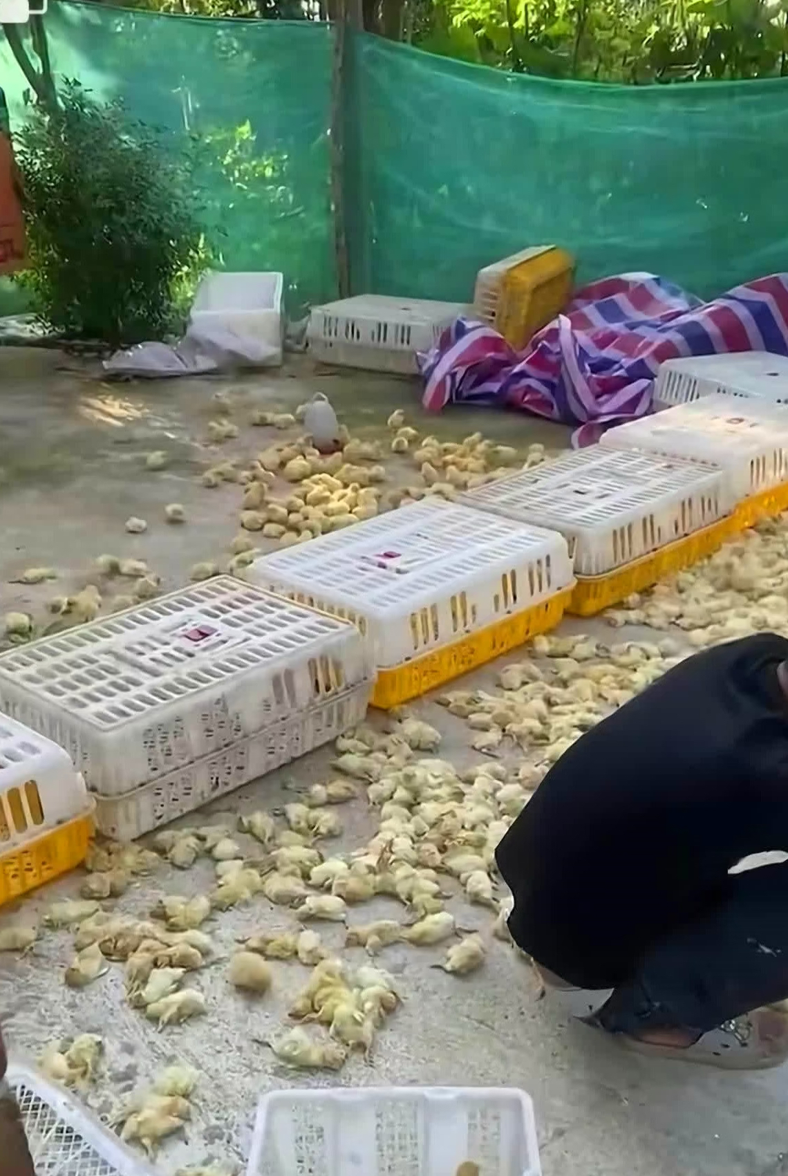 那么多小鸡仔怎么全部睡着了啊?为什么感觉养殖员那么心疼啊?