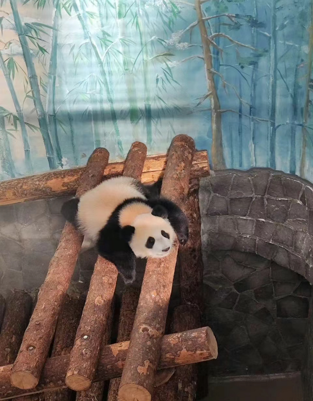 熊猫地毯喀秋莎!